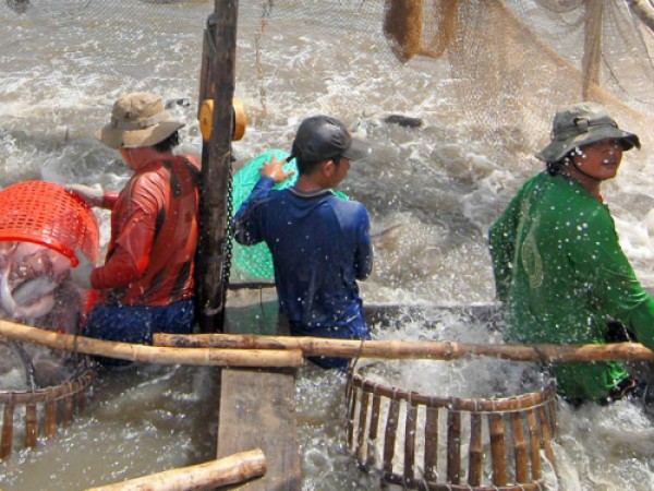 Ca tra Việt Nam vào Mỹ đang bị siết chặt.