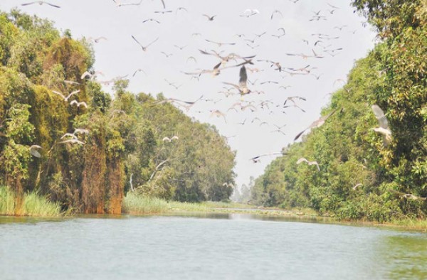 Khu bảo tồn Đất ngập nước Láng Sen vừa được công nhận là Khu Ramsar thứ 2227 của thế giới. Ảnh Hoàng Minh