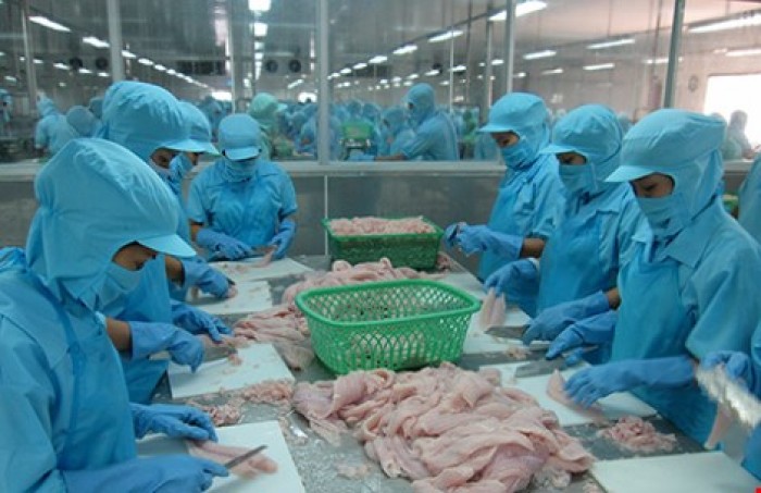 Cá tra Việt Nam chịu áp lực lớn khi phải đảm bảo tính tương đồng với tiêu chuẩn nuôi, chế biến của Mỹ. Ảnh: QUANG HUY
