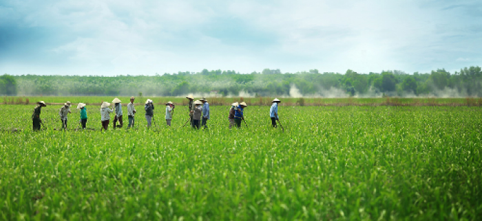 Sự thay đổi trong tư duy và cách thức canh tác của nông dân quyết định diện mạo của nền nông nghiệp Việt nam trước ngưỡng hội nhập.
