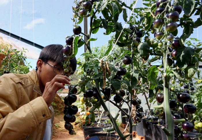 Một loại cà tím giống mới ở nông trại đồng bằng sông Cửu Long. Đa dạng hóa sản phẩm để mở thị trường mới cũng đang là xu hướng. Ảnh: Ngọc Bích.