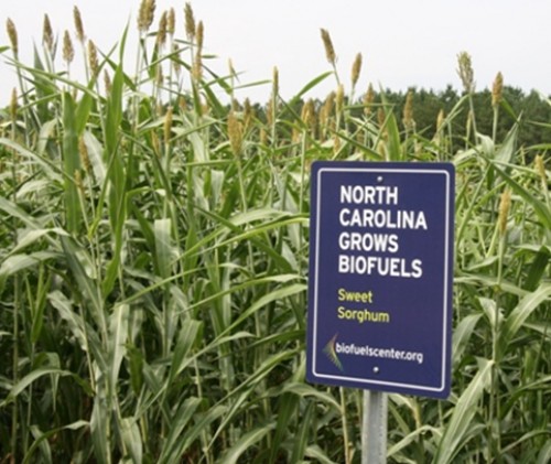 Cây sorghum tại bang Bắc Carolina (Mỹ) phục vụ cho sản xuất nhiên liệu sinh học.