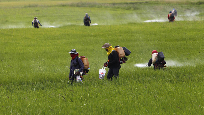Farmers spray pesticide over a paddy field in Ayutthaya province, nearly 80 km (50 miles) north of Bangkok in this August 7, 2012 file photo. Thai Prime Minister Yingluck Shinawatra has told her commerce minister to clarify the cost of the government's rice intervention scheme on June 5, 2013, after a warning that mounting losses could affect the country's credit rating. Picture taken August 7, 2012. REUTERS/Sukree Sukplang/Files (THAILAND - Tags: AGRICULTURE FOOD BUSINESS)