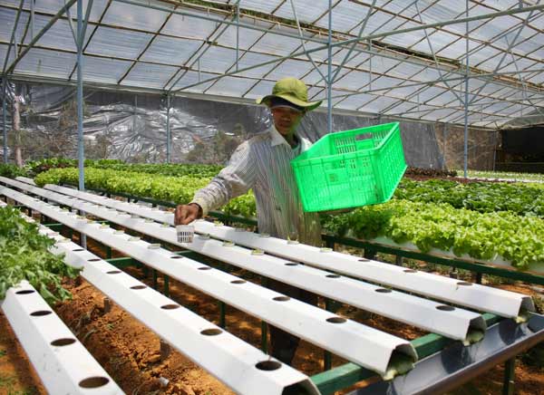 Doanh nghiệp được miễn thuế nhập khẩu vật tư sản xuất nông nghiệp công nghệ cao trong 5 năm