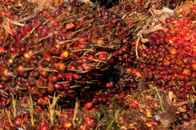palm-oil